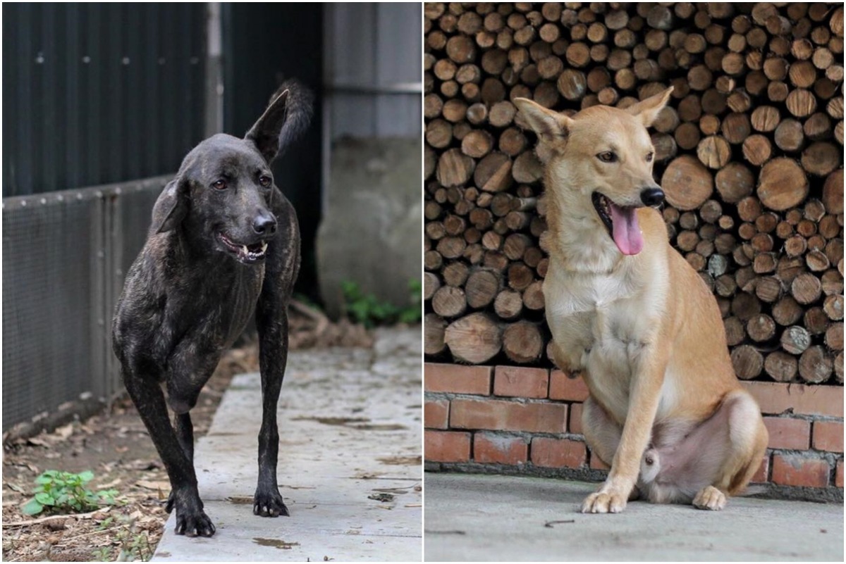 看牠們的神情，就知道他們一定受到疼愛，過得很開心。　取自吳書宇的小三俱樂部