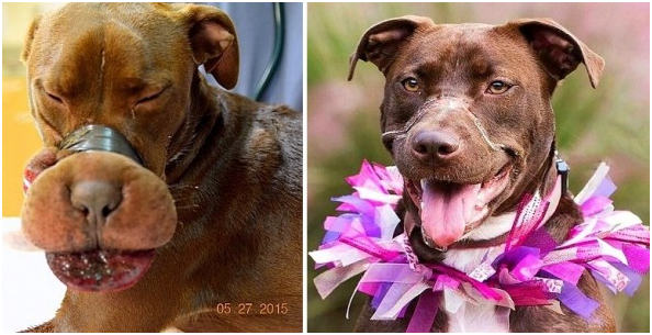 圖左是2015年剛被人發現時的凱特琳，而一年後的牠成為受虐動物和受傷動物的親善大使。   取自LIFE WITH DOG