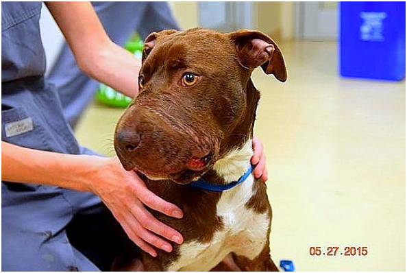 取下膠帶的凱特琳，不僅一度是大頭狗，還險些失去舌頭。  取自LIFE WITH DOG