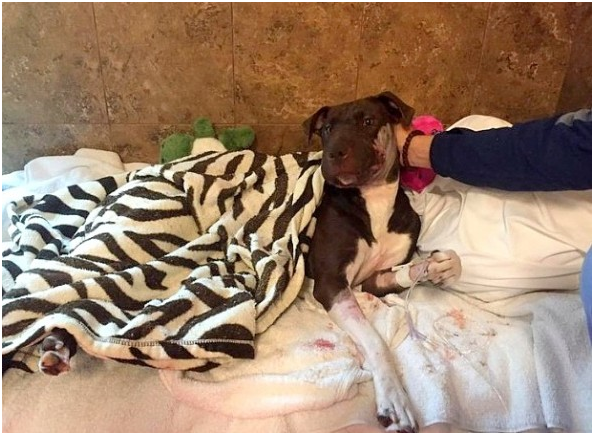 凱特琳經歷了多次的激光手術和高壓氧治療。取自LIFE WITH DOG