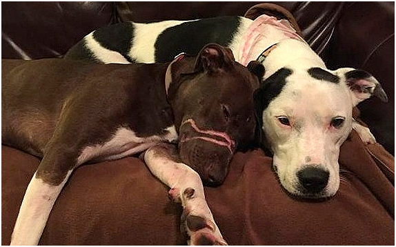 和寄養家庭中的兄弟姐妹們依偎在一起，讓凱特琳好安心。取自LIFE WITH DOG