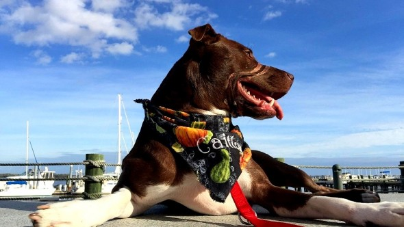 臉上的疤痕或許永遠不會消失，但凱特琳已擺脫心理的陰影，成為陽光的受虐狗大使。取自LIFE WITH DOG