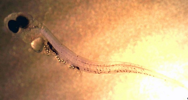 胃裡塞滿塑膠微粒的幼魚。取自sciencenews.org