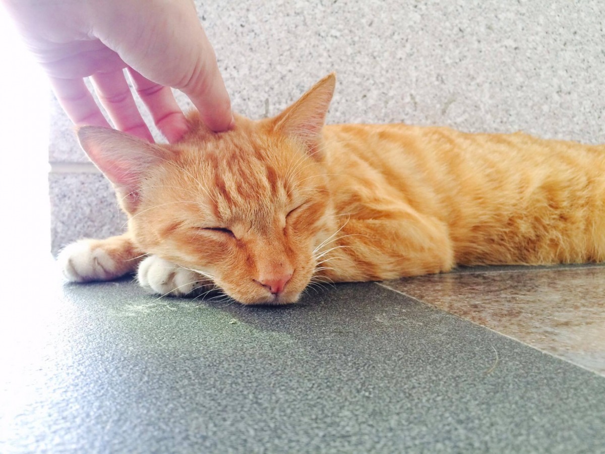 每隻貓咪都是主人的心肝寶貝，當個正確的好飼主才是保護牠們最好的方法。 實習記者 張毓靜/攝