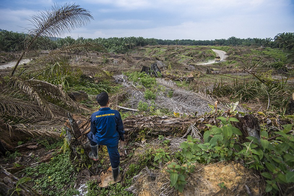 大面積的雨林原生樹種正因為棕櫚樹的種植被大量砍伐。 臺灣動物新聞網資料照