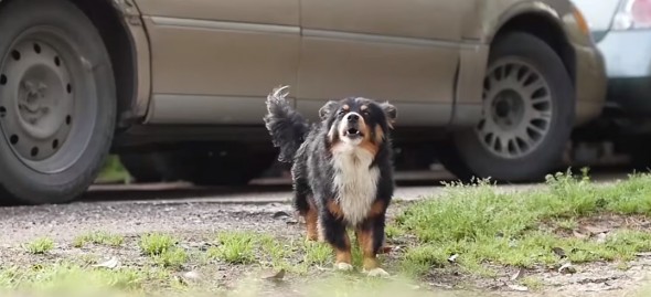 就連美國這麼進步的國家，境內也有高達8000多萬隻流浪狗。 取自Life With Dog網站