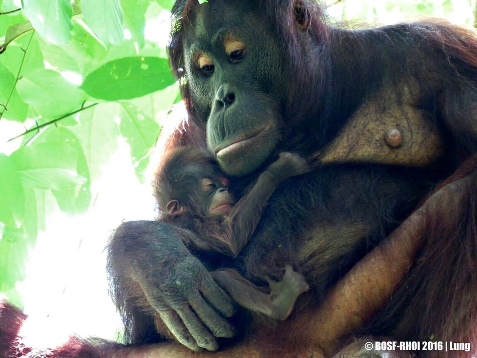 Leason將寶寶緊緊抱在懷中。      / 取自The Dodo網站