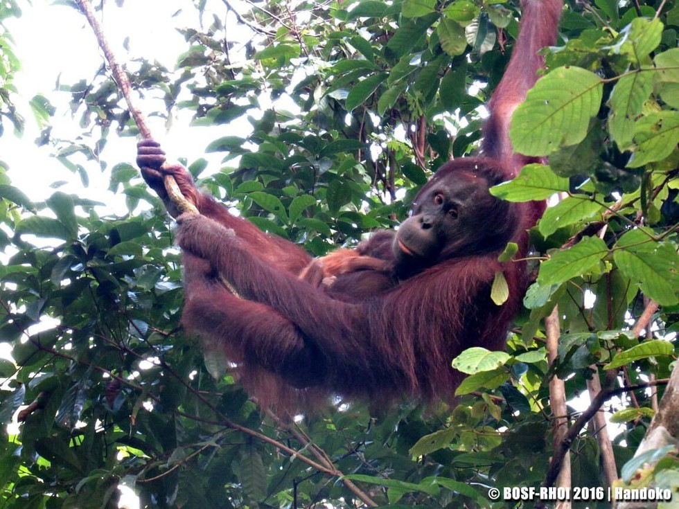 紅毛猩猩Leason在獲救後成功野放回森林！  / 取自The Dodo網站