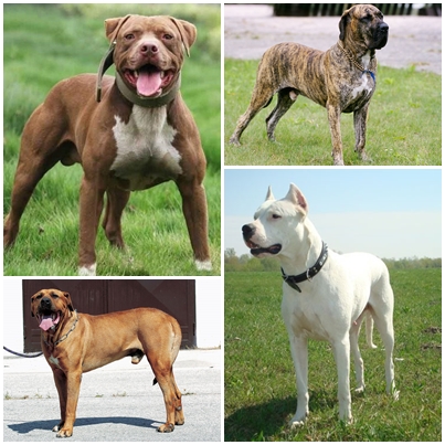圖左上為比特犬、左下為日本土佐犬、右上為巴西菲勒獒犬、右下為阿根廷杜告犬。 取自/網路