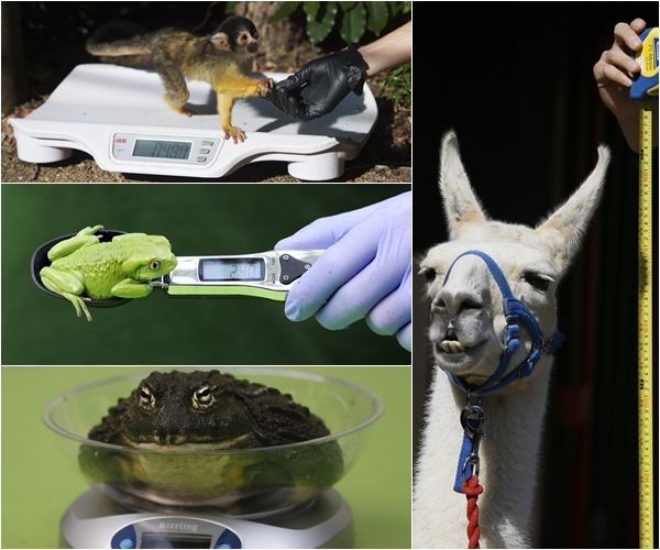 看更多可愛動物的測量照片！左上是松鼠猴、左中為白蠟猴樹蛙、左下是非洲牛蛙、右邊則是駱駝        / 取自QUARTZ網站