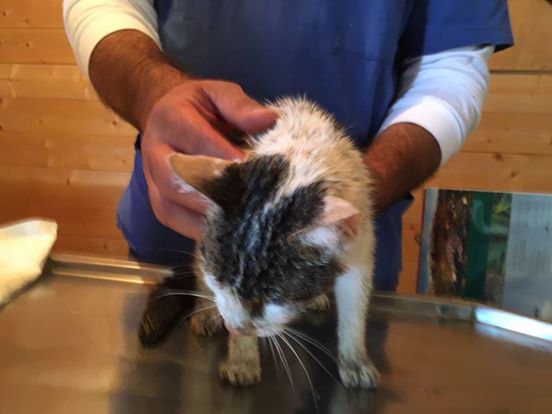 小貓Gioia幸運的從廢墟推中獲救，立即被送往醫院治療。 取自The Dodo網站