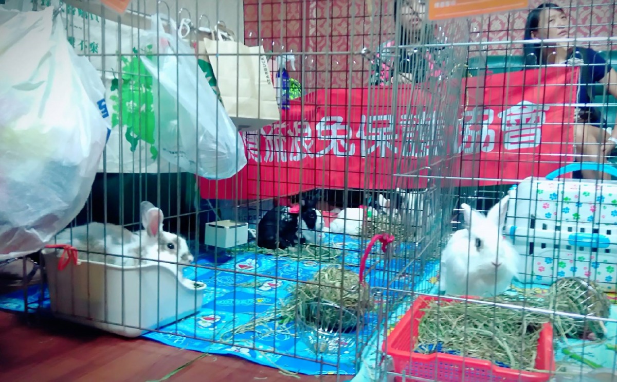 出席的多半會是待領養的兔兔，順道增加曝光率。Holiday ya／提供