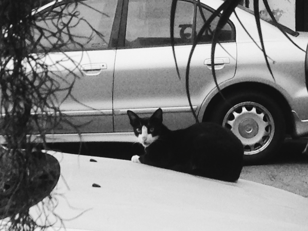 讓花花有志於繪畫的流浪貓之一。花花/提供