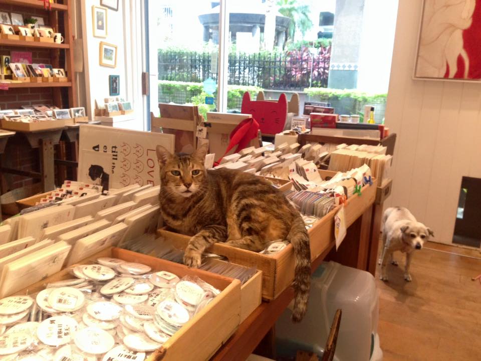 撥撥橘店內恣意休憩的浪浪們。李瑾倫／提供