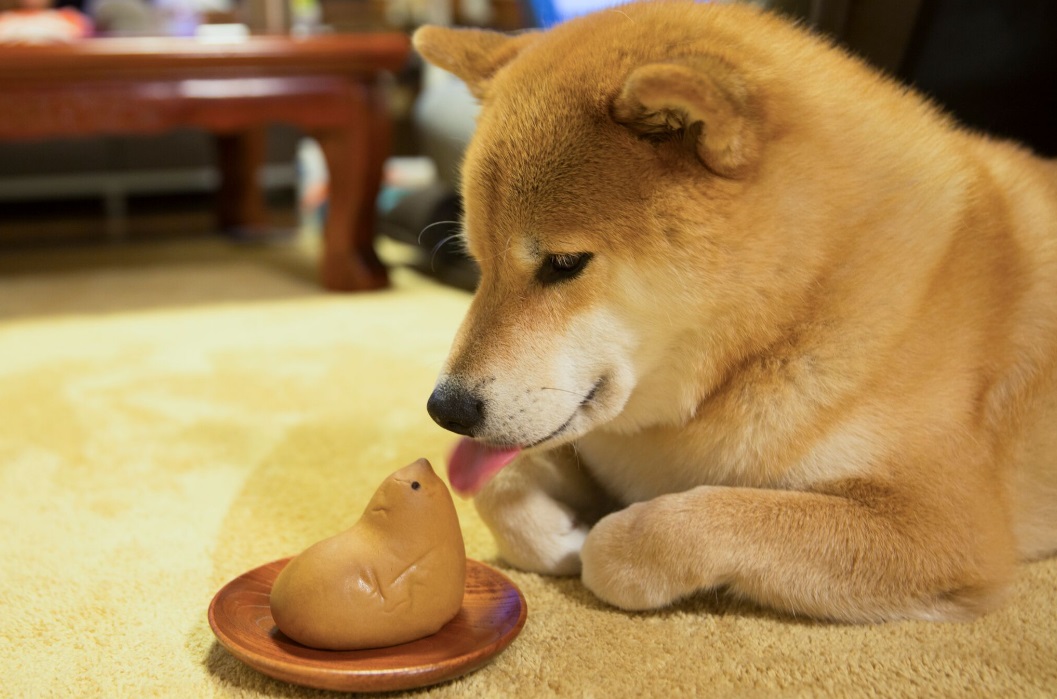 MARU的可愛臉龐。小野慎二郎／提供