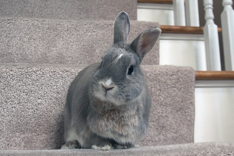 Miss Bunz被前任飼主養了3年。Nancy／攝 