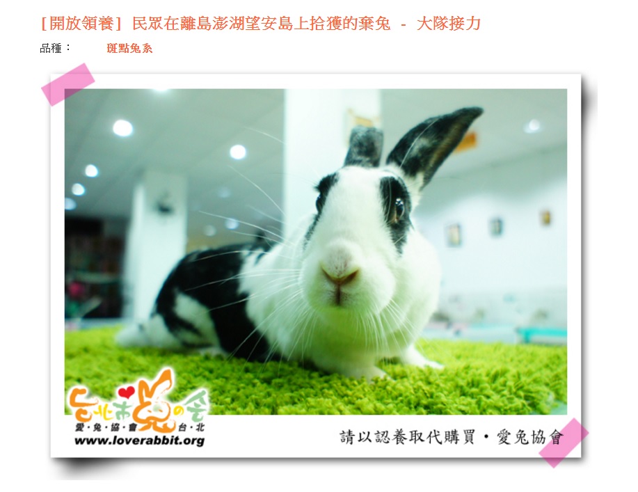 愛兔協會從全台各處都收到過棄兔的通報救援, 甚至是澎湖。 取自台灣愛兔官網