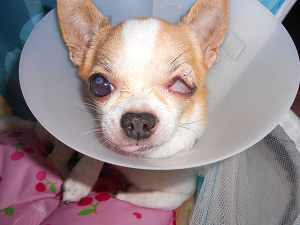 被原飼主棄養、生命危在旦夕的老狗吉娃娃「望望」。陳蓁／提供