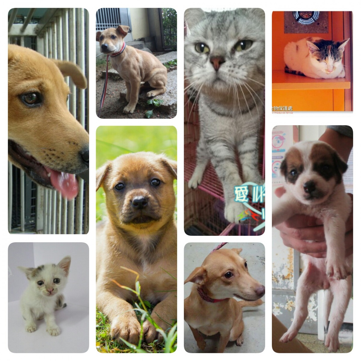 取自各縣市流浪動物收容所
