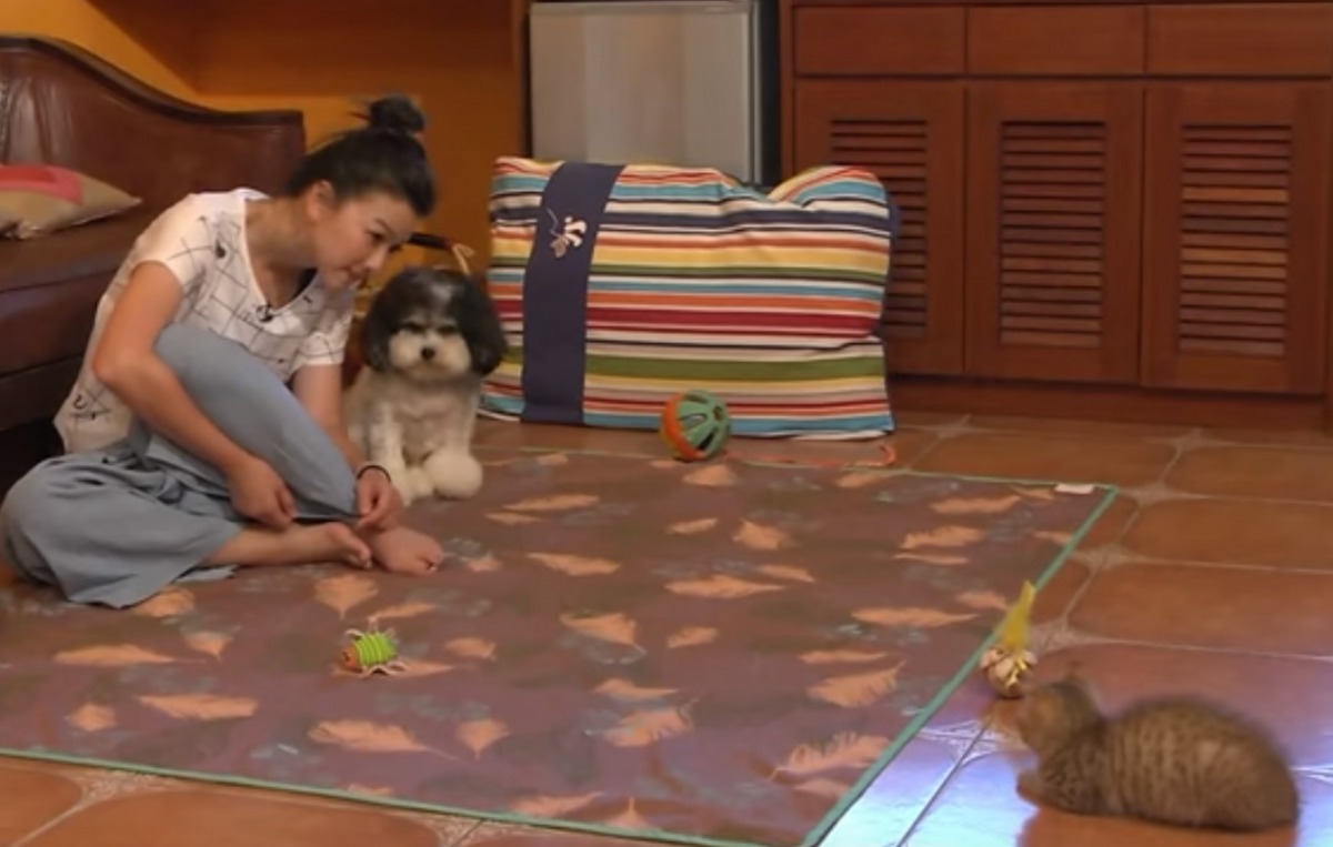 邵庭在毛孩保姆實境現場。翻攝自中天電視《寵物大聯萌》節目