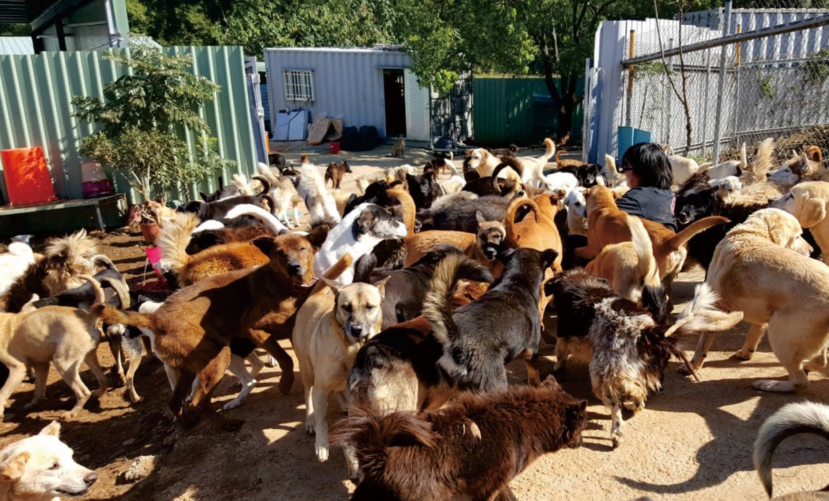 民間保育場收容浪浪多，卻也成為另一種煩惱。  取自台灣動物保護協進會臉書