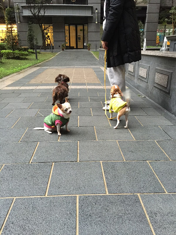 望望來到陳蓁家中後，與另外兩隻狗的相處情形。陳蓁／提供