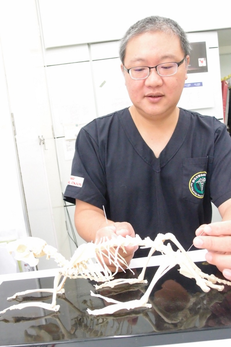 朱建光以兔子骨骼模型，講解施針的技巧。 李佳殷／攝