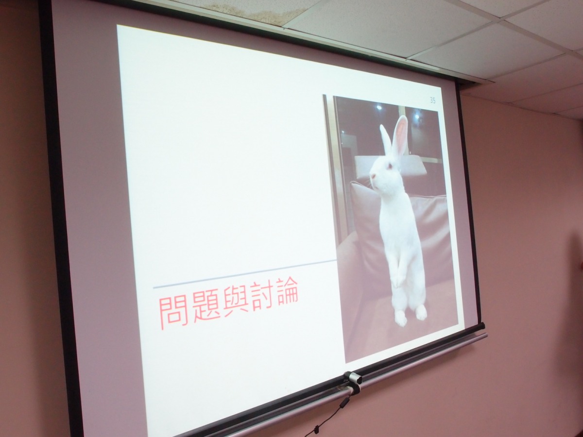 兔子是飼養門檻低、照護心力高的一種寵物。李佳殷／拍攝