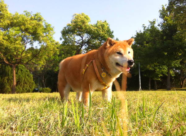 皮皮和康琦收養時，已經十幾歲的胖吉。皮康／提供