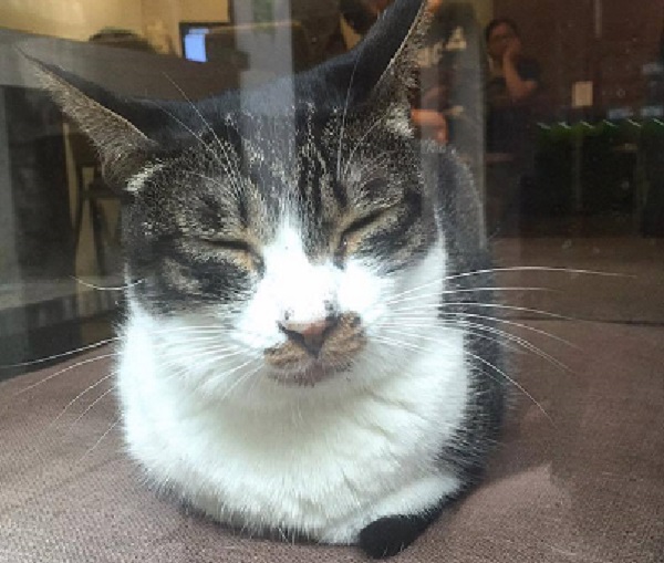 在極簡咖啡館裡，每隻貓孩都有牠們的故事，圖為「大頭」，先前得過口炎，因為需要點藥導致身體不適，變的警戒心很重，但店長A-Long笑著說牠過段時間就會忘記了。林妤亭/攝