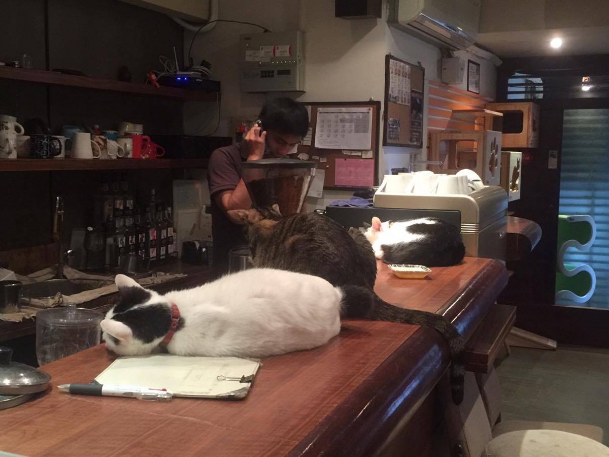 在極簡咖啡館裡，貓孩是很放鬆的，隨時可見貓孩們在吧台上面躺的東倒西歪。林妤亭/攝