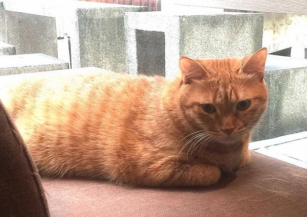 習慣了咖啡館裡來來去去的人類，貓孩一點兒也不認生，只要客人旁邊有空位，就會自在的坐下來，隨時可見到客人撫摸貓孩的模樣。林妤亭/攝