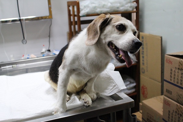 台北市動保處正在規畫「動物安養機構」的設立標準，希望讓上了年紀的毛小孩能獲得妥善照顧。　資料照(何宜/攝)