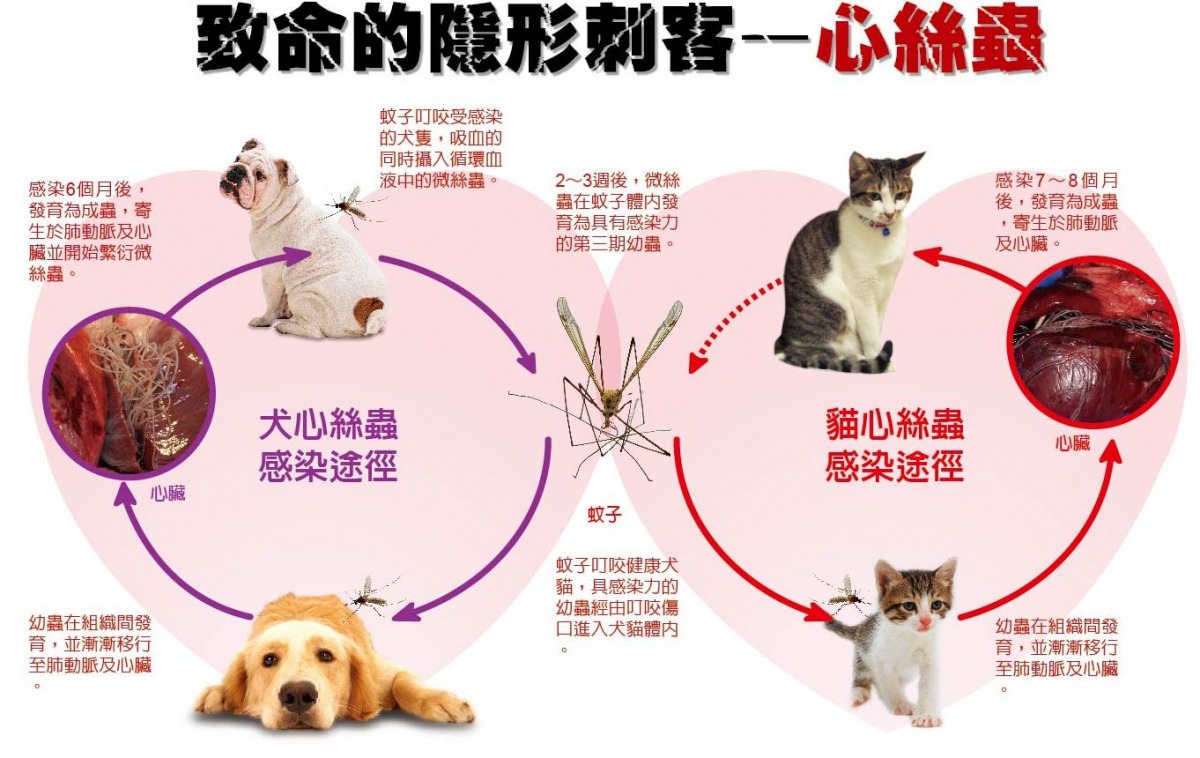 心絲蟲傳染途徑。 取自龍馬躍官網