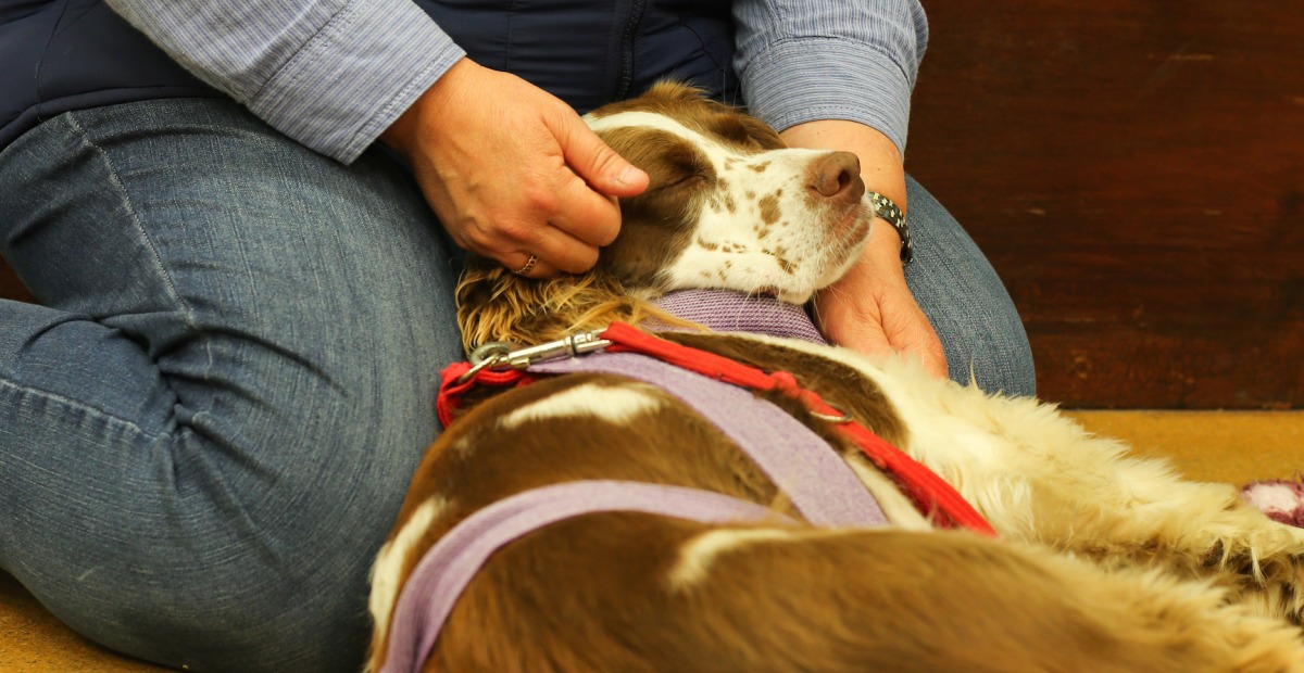 狗狗在TTouch下放鬆精神、身體。取自Canine Confidence網站