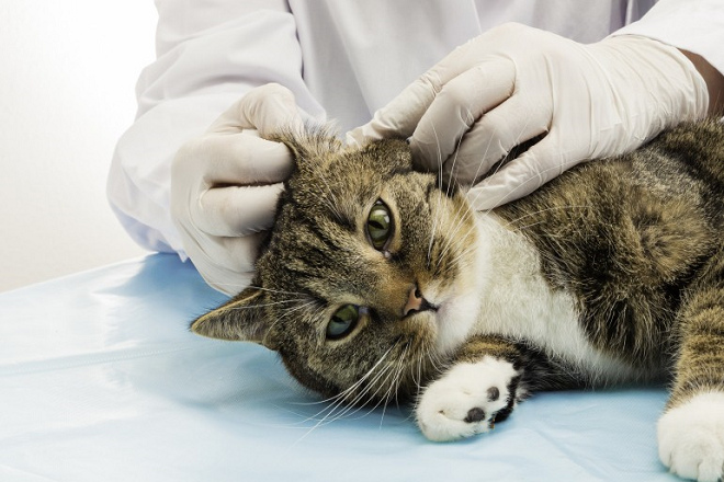 瑪麗緹博士等人的新研究除了探討貓咪的就診壓力，也給予飼主和獸醫師如何改善的中肯建議。 取自Cat Behavior