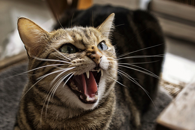 33%的貓咪害怕在候診室的所有人，其中26%特別怕狗。