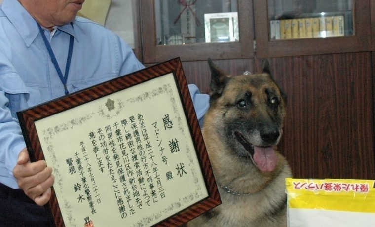 平時是寵物犬，接獲警方要求才出任務的德國狼犬瑪丹娜今年12歲，換算成人類已是80高齡的老奶奶。 取自《千葉日報》