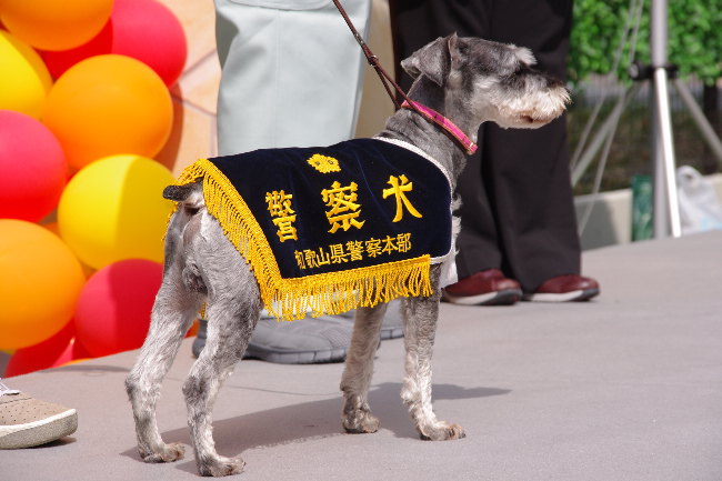 6公斤的小空是日本首隻小型警犬。 取自網路