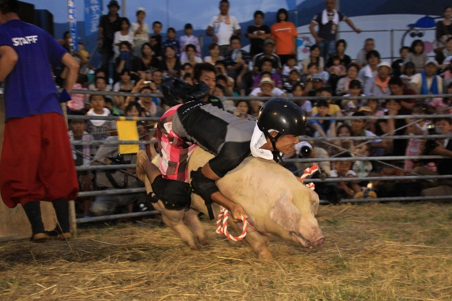 騎豬大賽已成為西予市夏日祭典的招牌活動，除了2010年因口蹄疫暫停外，年年舉行。 取自三瓶日報 