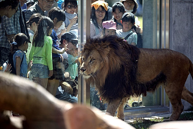 群馬野生動物園免費送給千葉市立動物園的公獅「艾倫」。 取自動物園放浪記