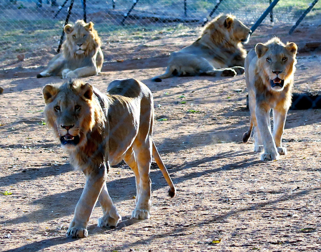 這間獅子牧場養了約220隻獅子，不適合繁殖的就送往500公里外的運動狩獵場充當獵物。 取自《朝日新聞》
