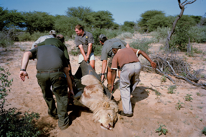 2006～2011年從南非出口的獅子狩獵戰利品高達4,062隻。取自《Newsweek Japan》