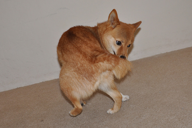 不停繞圈追尾的刻板症案例近年大幅增加，日本又以柴犬居多。 取自Flickr_Taro the Shiba Inu