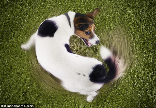 追尾行為比例次高的犬種是傑克羅素㹴，13%有啃咬尾巴的嚴重症狀。 取自《每日郵報》