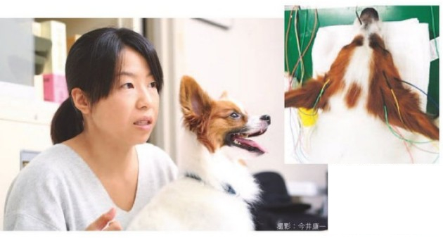 （圖右）狗兒的腦波檢查要注射鎮定劑，然後在頭皮上10個地方插入電極針。（圖左）荒田的愛犬做腦波檢查時也出現異常波。 翻攝自《週刊東洋經濟》