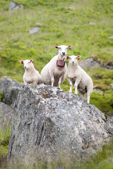 挪威農民任由羊群在人類管轄範圍外自由活動。 取自挪威生物經濟研究所