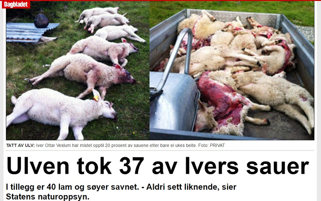 媒體的報導方式加深了挪威人對野狼的恐懼與排斥。 翻攝自Dagbladet