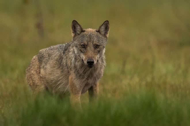 1971年，挪威將野狼指定為保育類動物，目前棲息於挪威國內的野狼僅65～68隻，另有25隻往來於瑞典邊境。 取自The Guardian