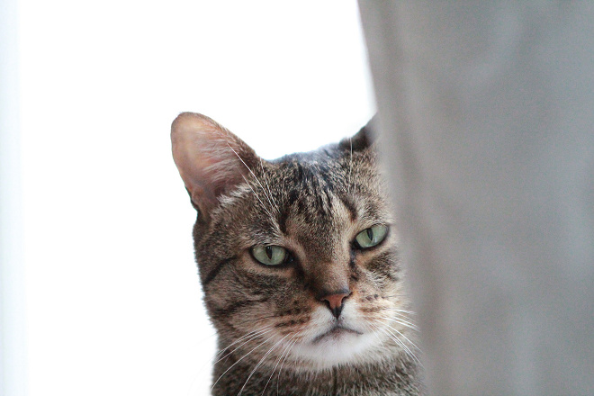 跟其他動物相比，貓咪的腎衰竭比例特別高。 取自Flickr_bartlettbee